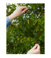 Plafonnier de jardin Garden PVC Noir 160 ampoules 2cm
